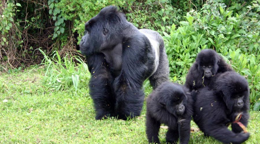 oia sunset santorini
